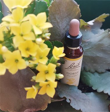 Monique Fisher Terapeuta integrativa, terapia, florais de bach, reiki, meditação e constelação familiar. Atendimento online e presencial em São Paulo SP. Consultoria e terapia para empresas.